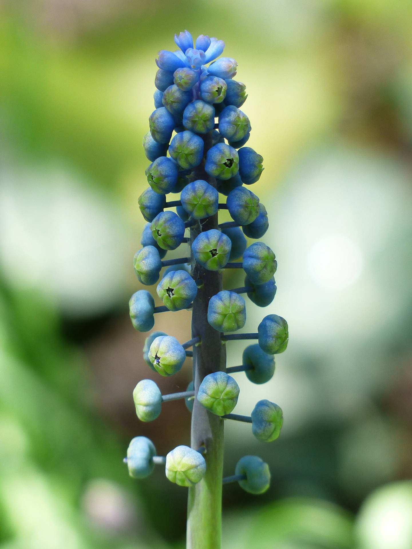 Unsprouted Hyacinth Buds Wallpaper