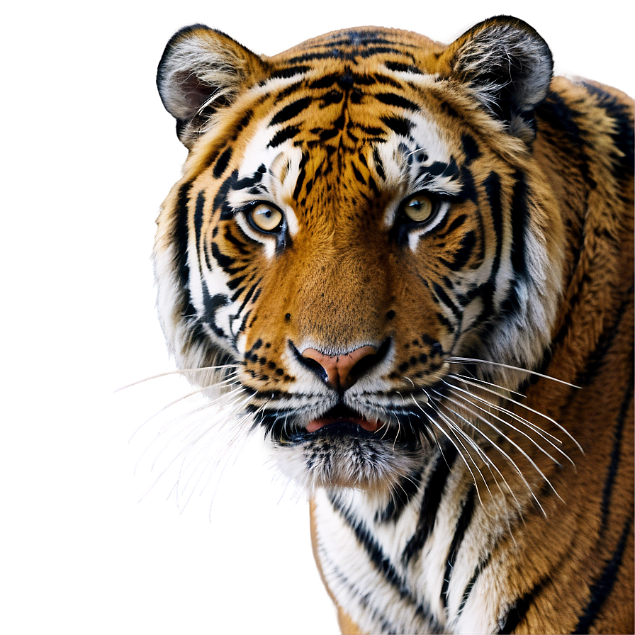 Untamed Wild Tiger Png Lgt65 PNG