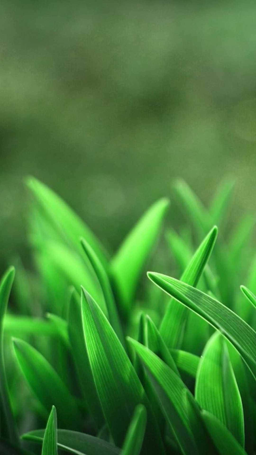 Otrimmatsöt Salviagrönt Gräs. Wallpaper