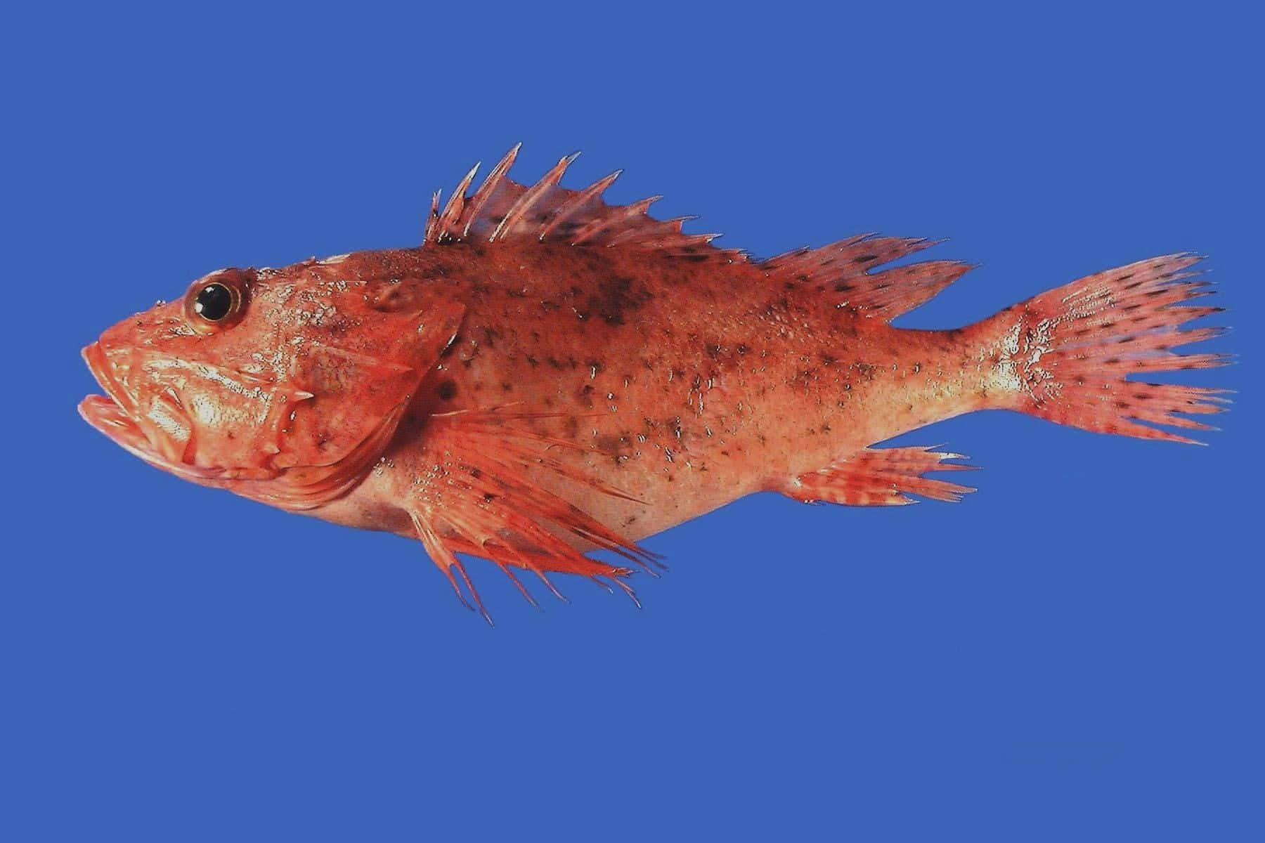 Unusual Beauty Underwater: A Close Encounter With The Exotic Scorpionfish Wallpaper