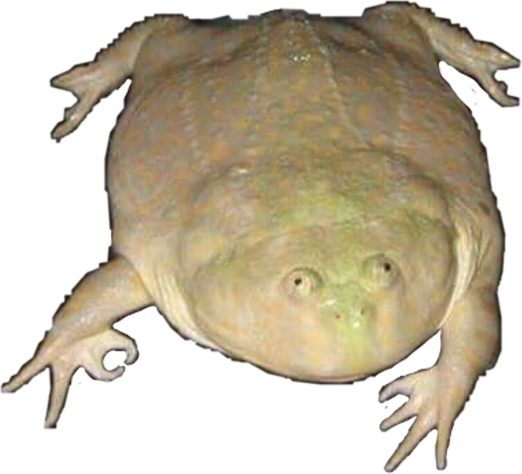 Unusual Frog Perspective PNG