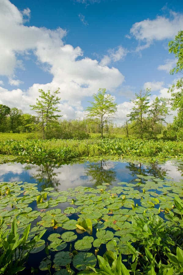 Unveiled Harmony Of Wetland Plants Wallpaper