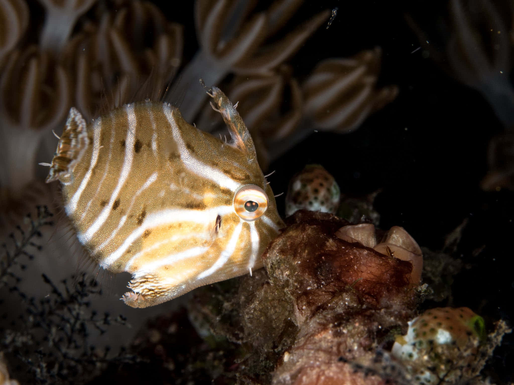 Up-close Shot Of A Filefish Underwater Wallpaper