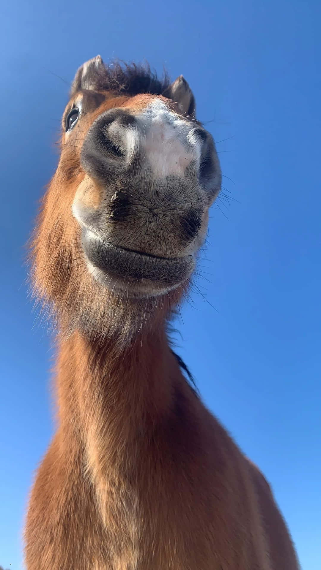 Van Dichtbij Glimlachende Paard.jpg Achtergrond