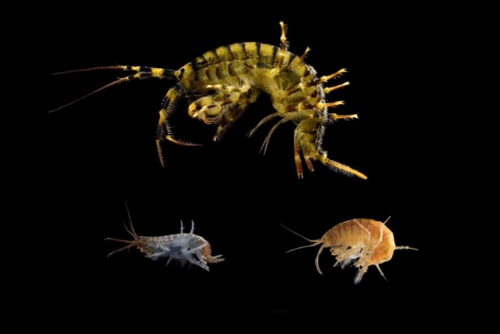 Up Close With A Marine Wonder: The Amphipod Wallpaper