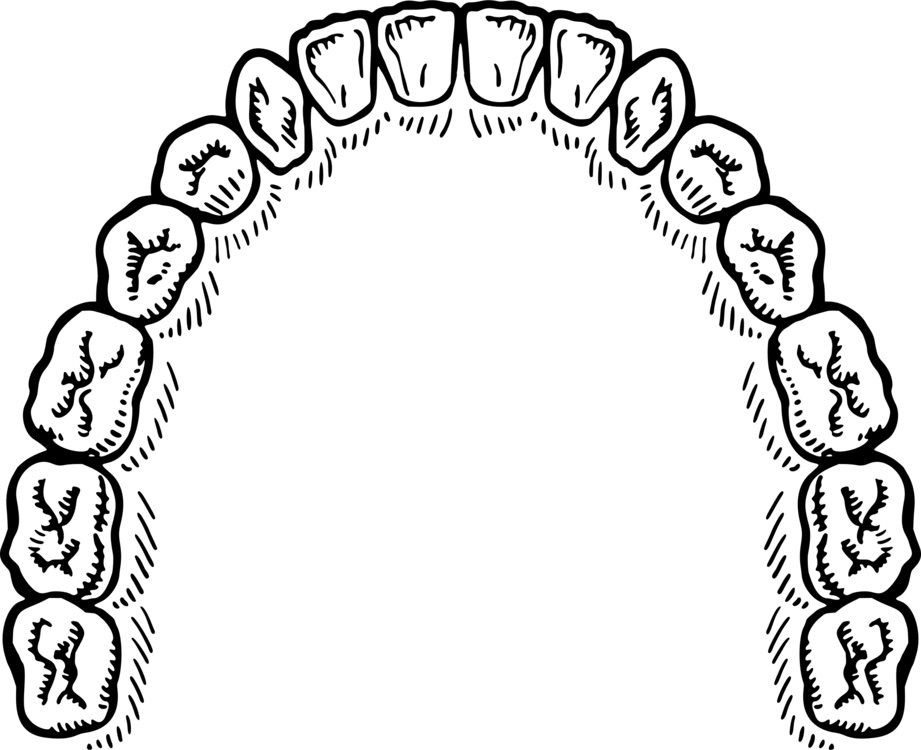 Upper Dental Arch Diagram PNG