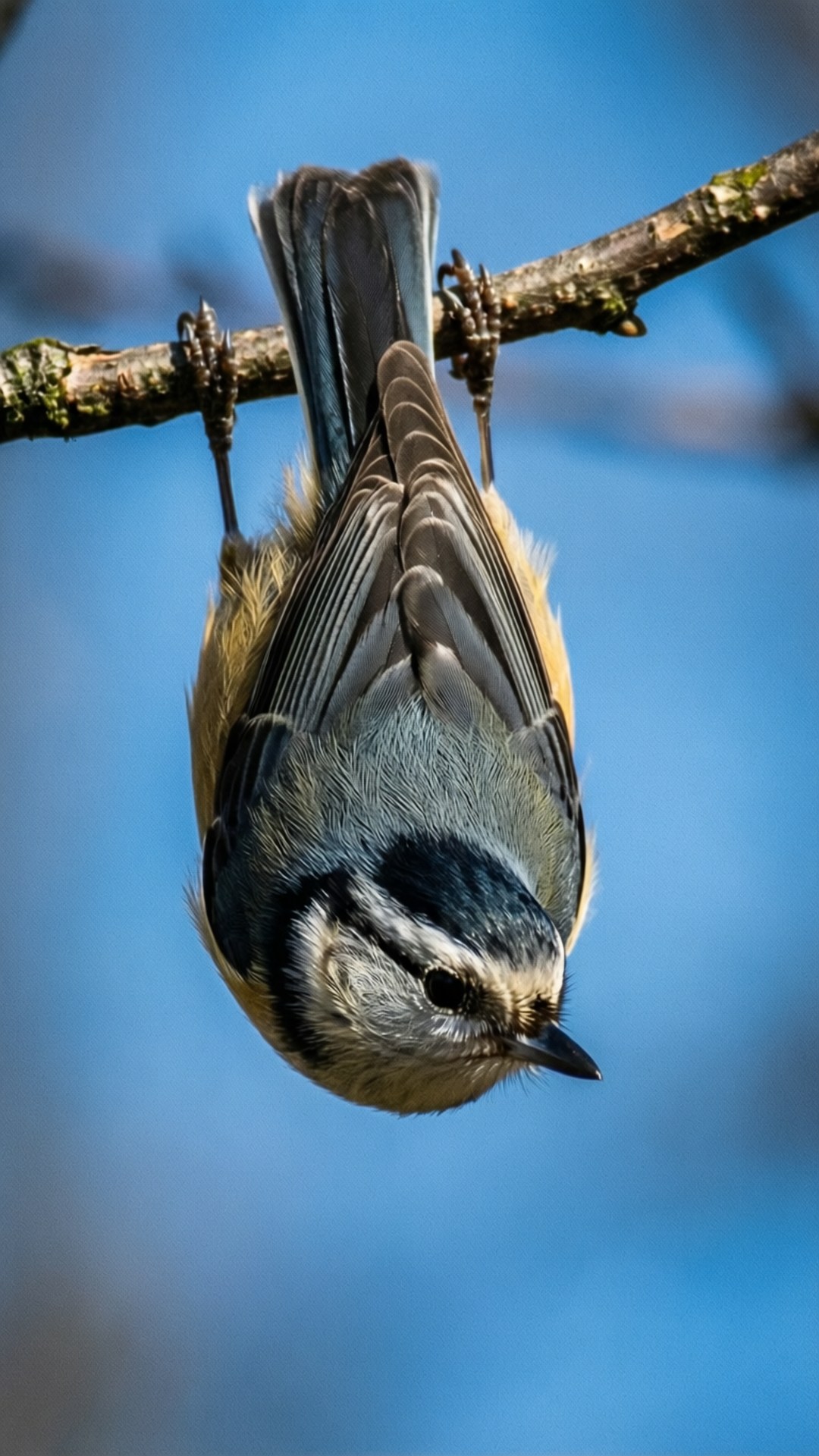 A playful titmouse hanging upside down from a branch.