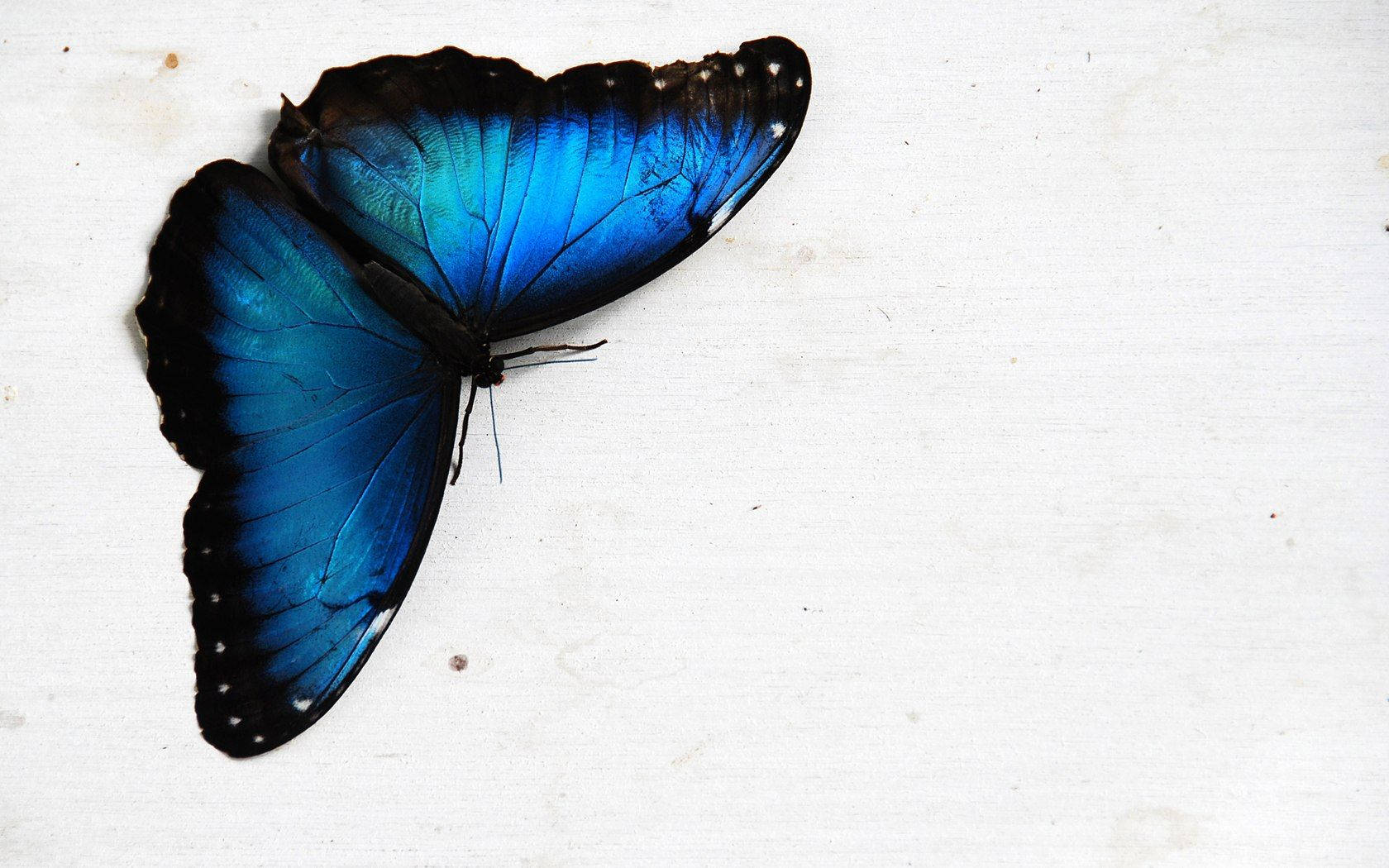 Upside Down Blue Butterfly Aesthetic Wallpaper