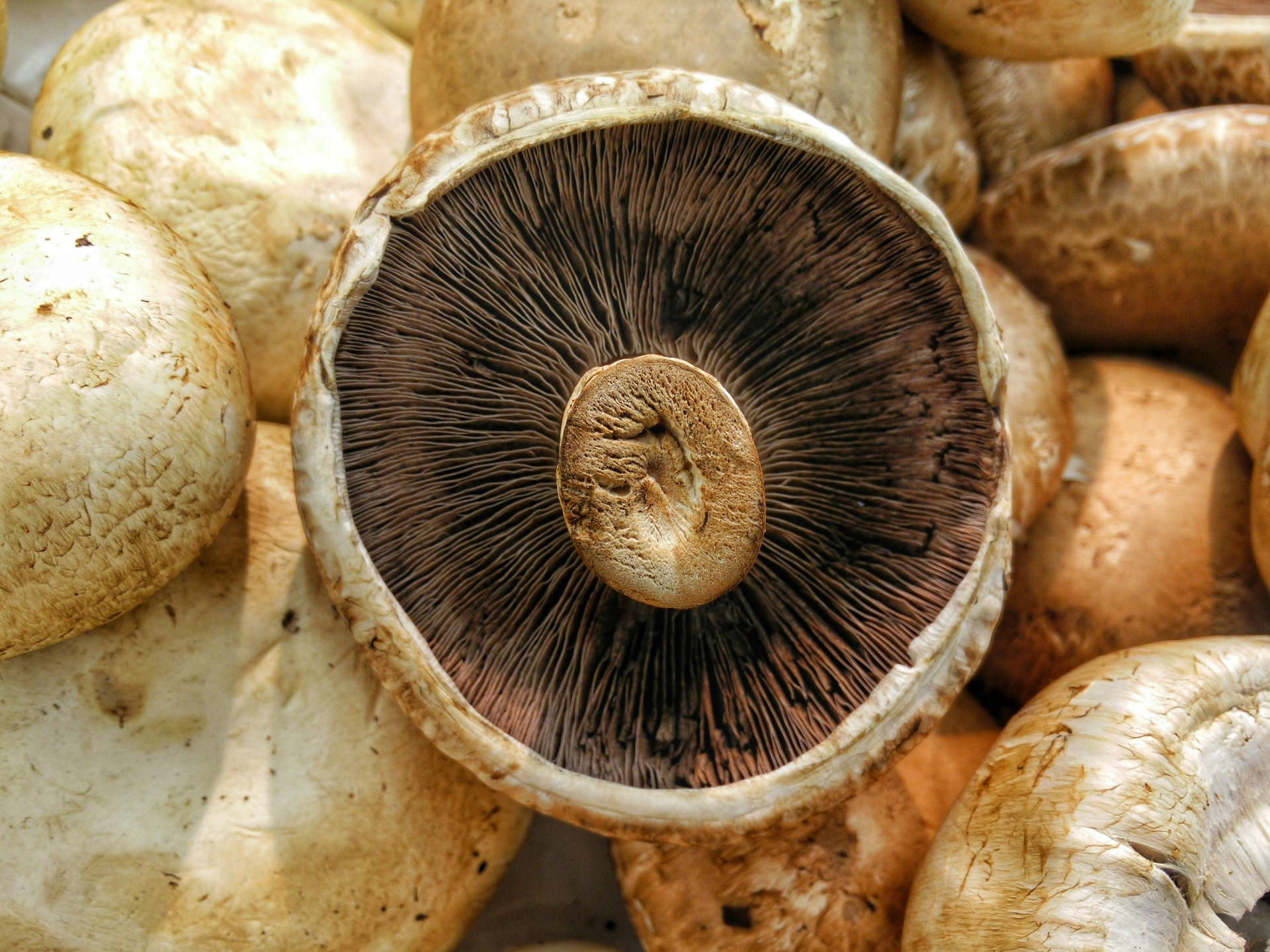 Upside Down Cute Mushroom On Mushroom Stack