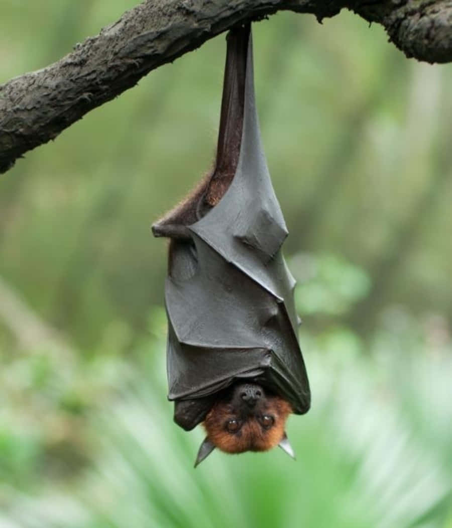 A Bat Hanging Upside Down On A Branch