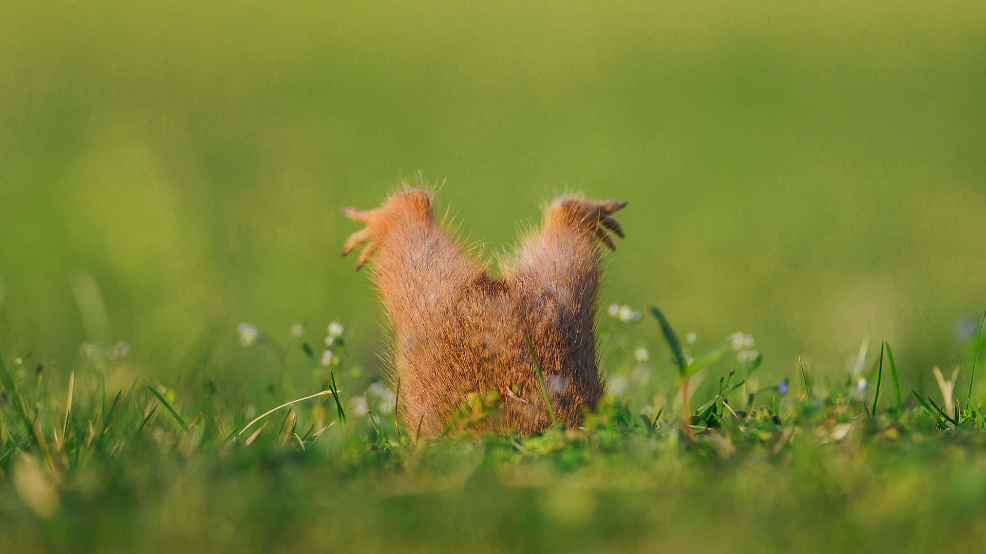 En egern står i det græs, med sin bagkrop op