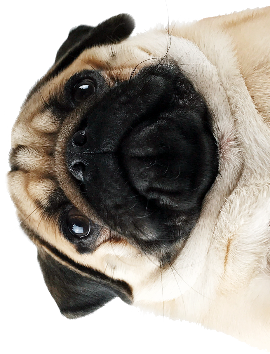 Upside Down Pug Portrait PNG