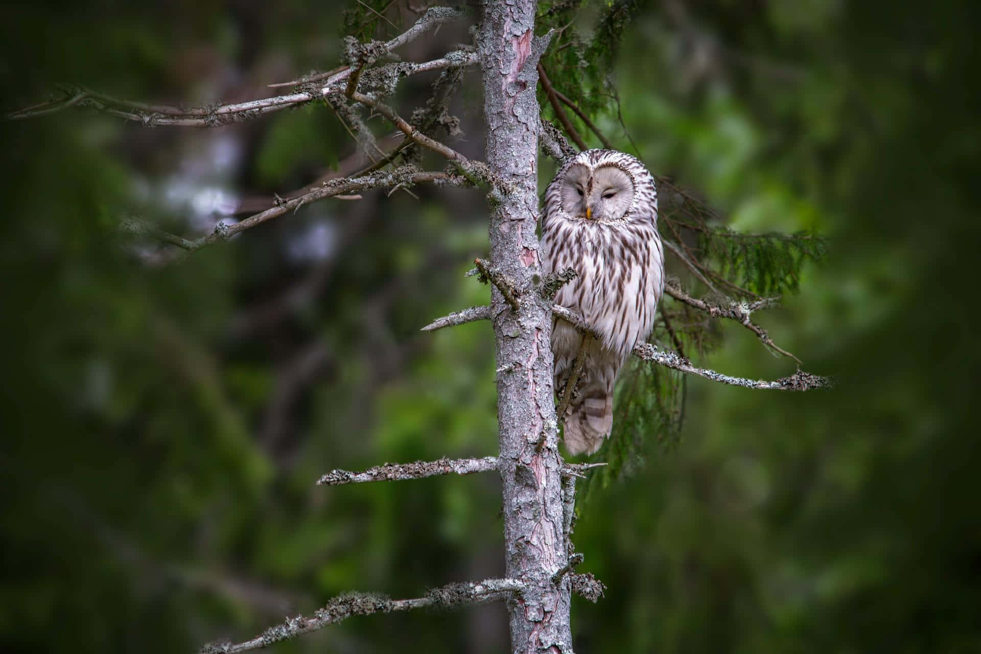 Burung Hantu Ural Di Hutan Hijau Wallpaper