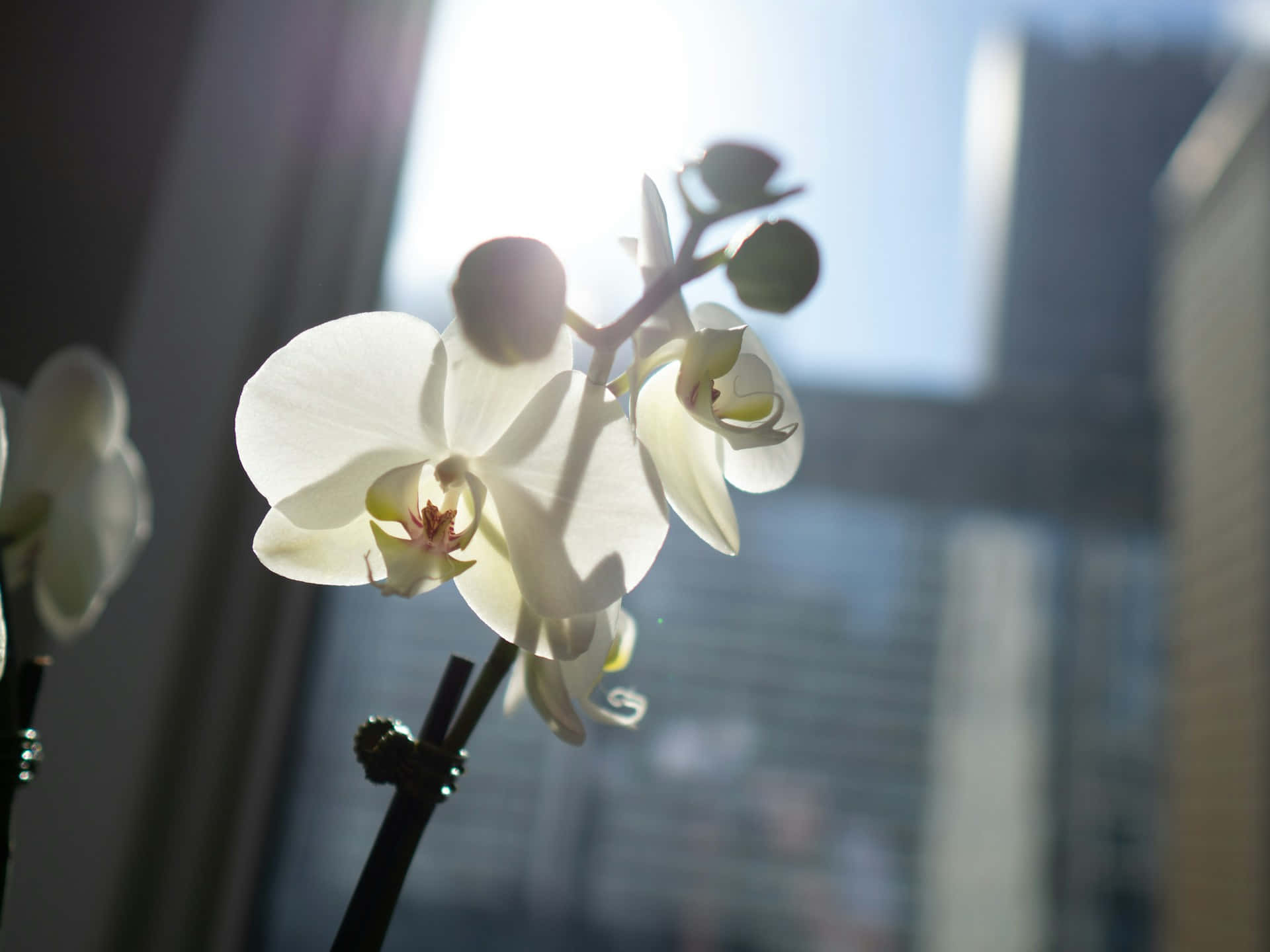 Urban Orchid Backlitby Sunlight Wallpaper