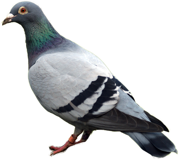 Urban Pigeon Profile View PNG