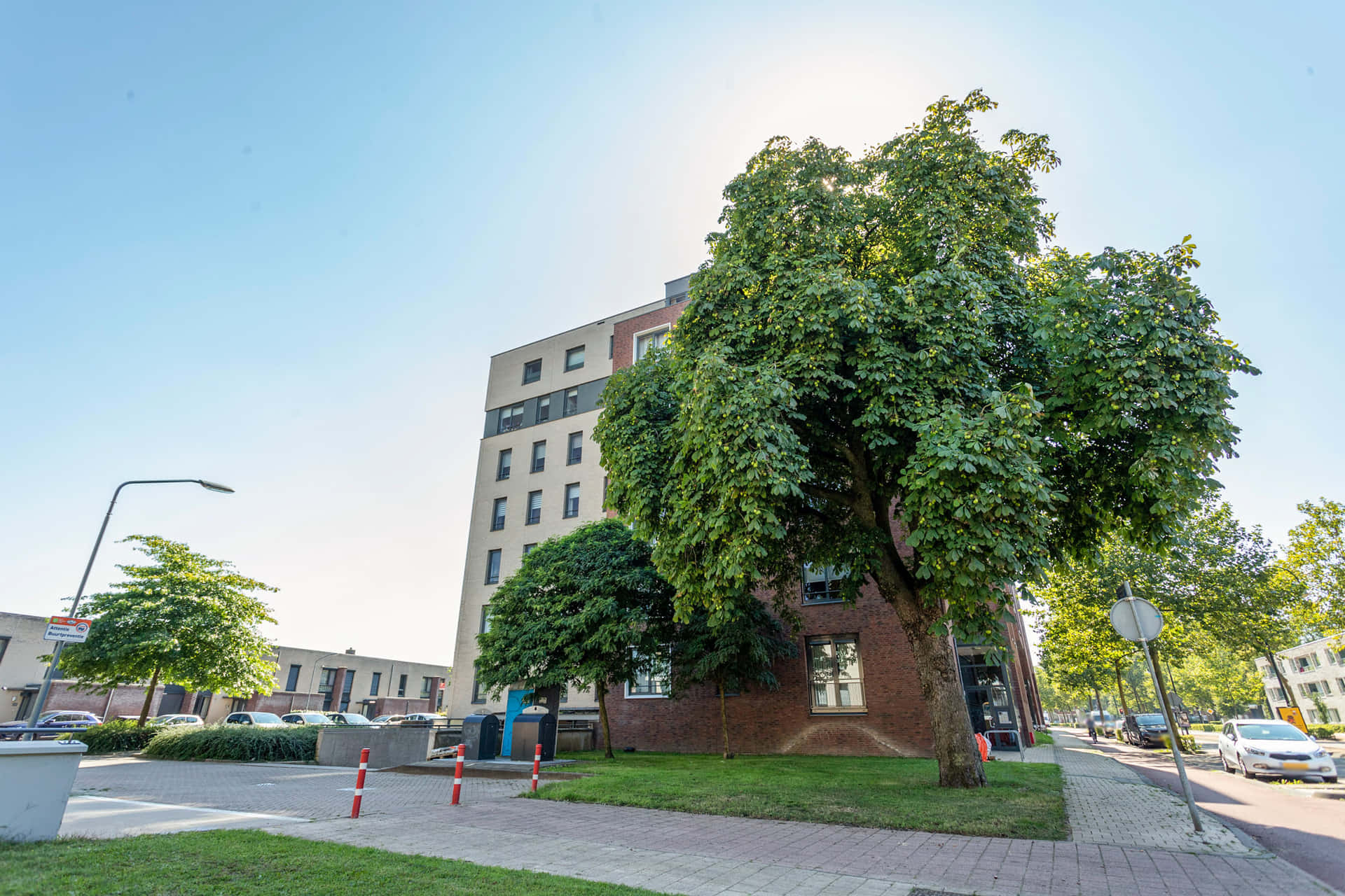 Urban Tree Outside Apartment Building Oosterhout Wallpaper