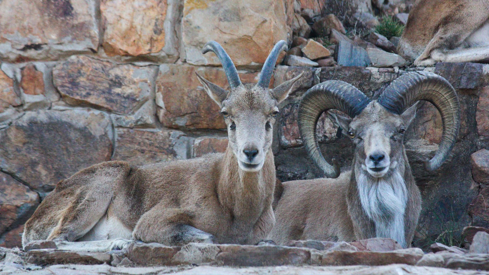 Urial Rams Resting Against Stone Wall Wallpaper