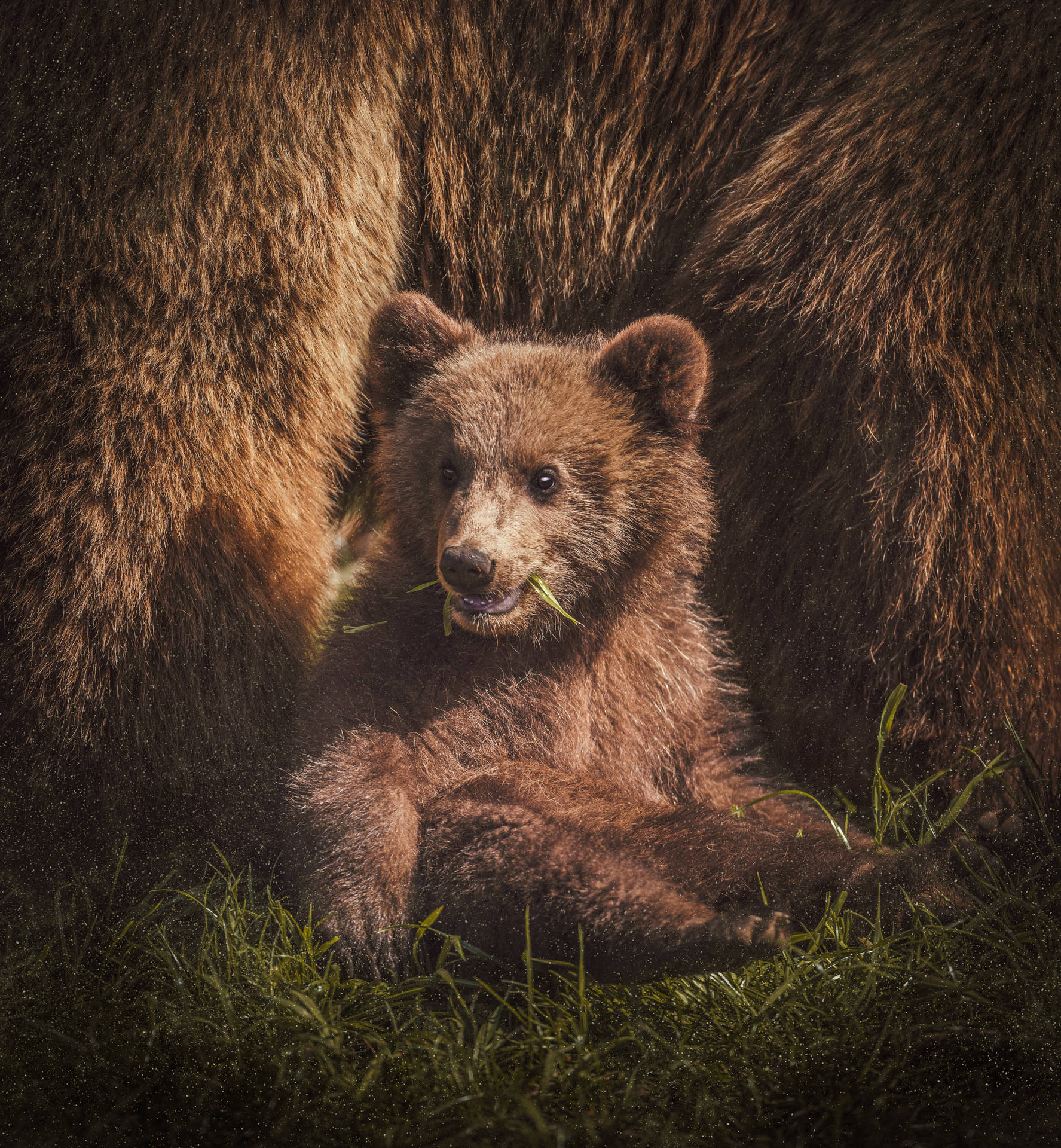 Cute Bear With Mom Wallpaper — A young brown bear cub sits nestled in grass with green blades in its mouth, framed by the massive fur of its mother.