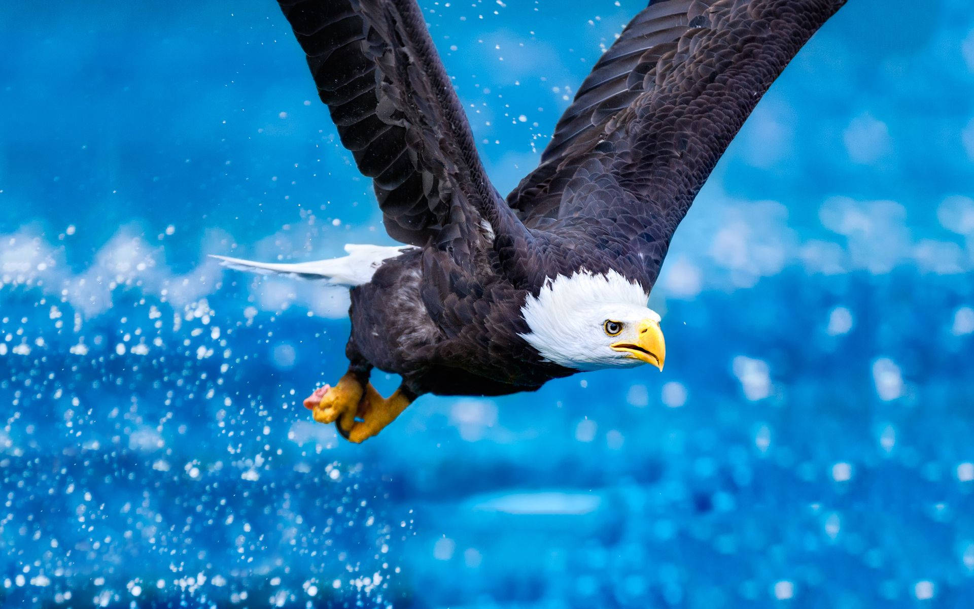 US Eagle And Water Splash Wallpaper