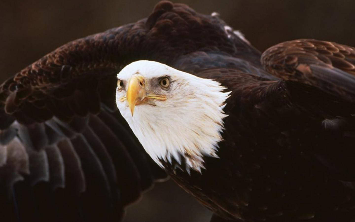 US Eagle Fierce Look Wallpaper