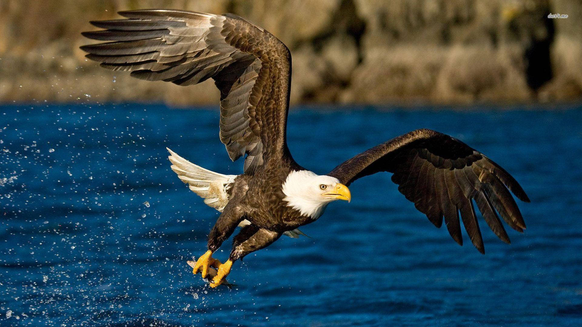 US Eagle Glide On Water Wallpaper