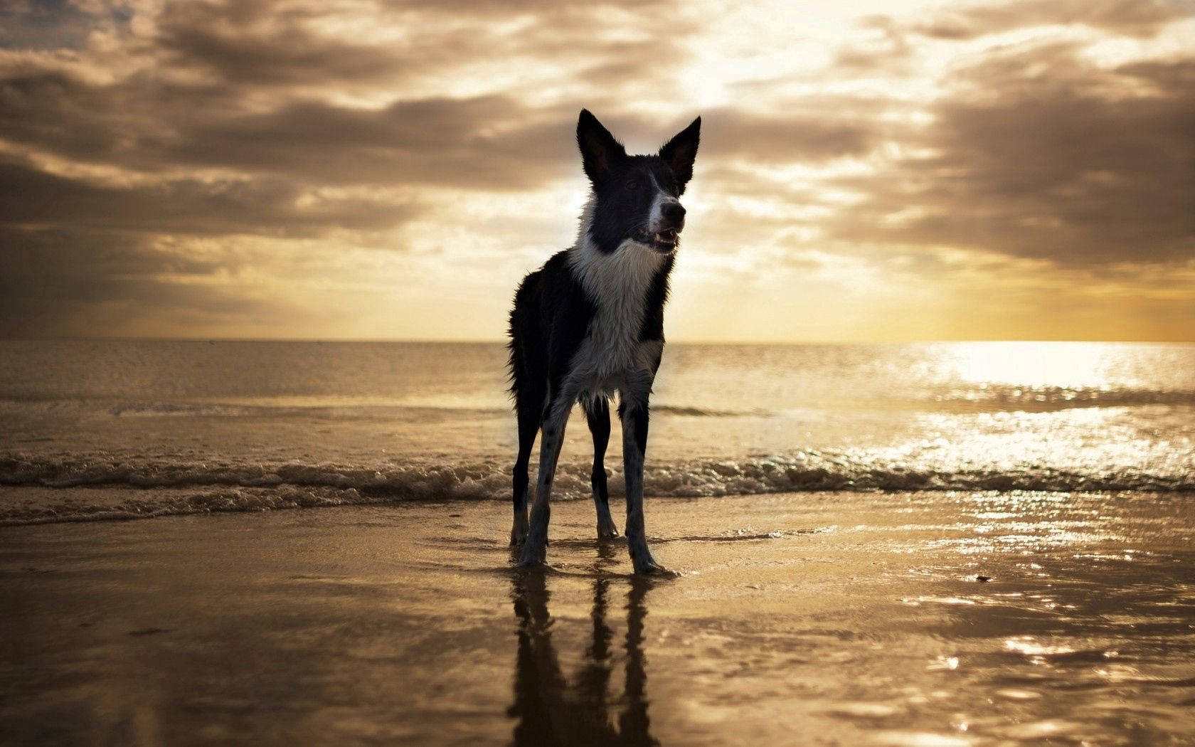 USA Beach Dog Wallpaper