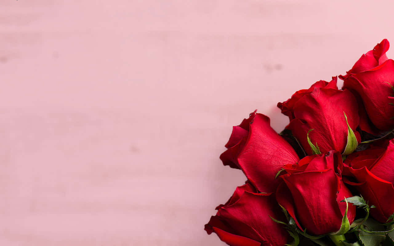 Fondode Pantalla De San Valentín Con Rosas Rojas Profundas.
