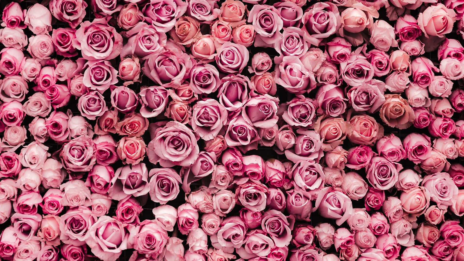 Pink Roses Flower Wall Valentine Background