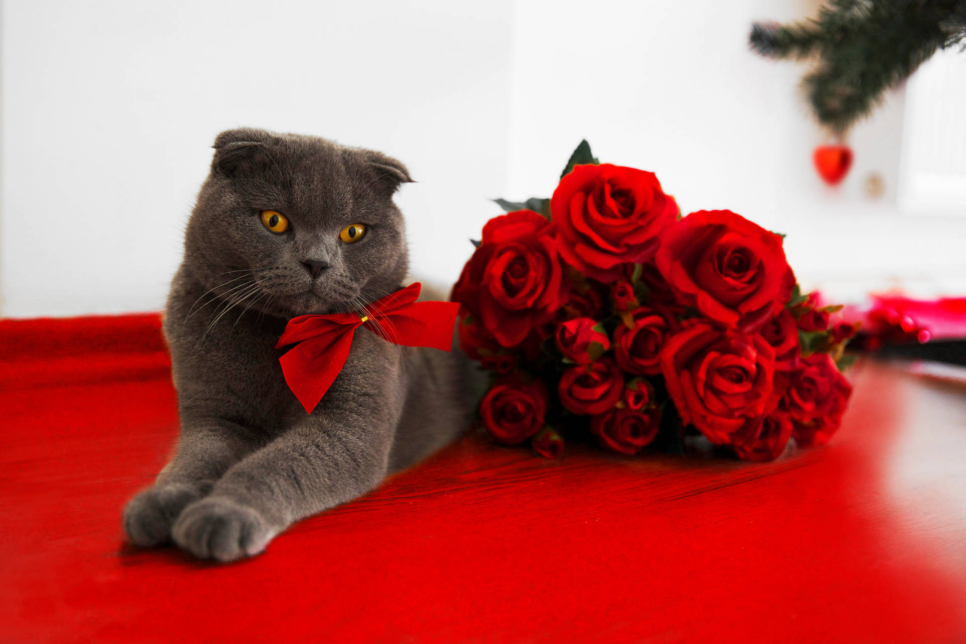 Valentinsdag Katte Roser Wallpaper
