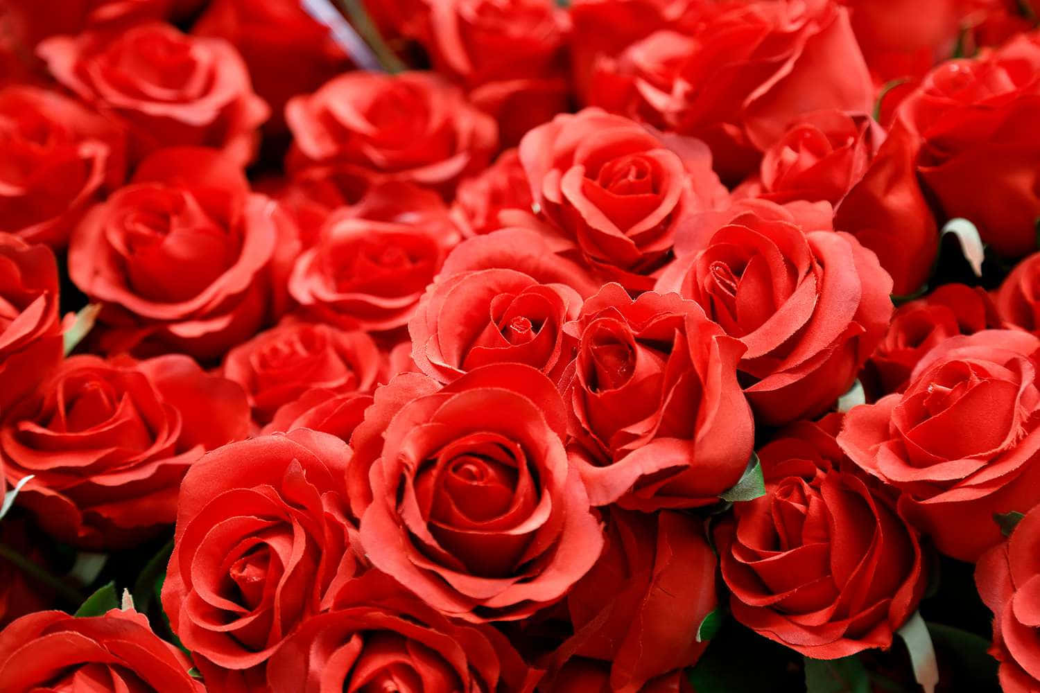 Bunch Of Red Rose Flowers Valentine's Day Pictures 1500 x 1000 Picture