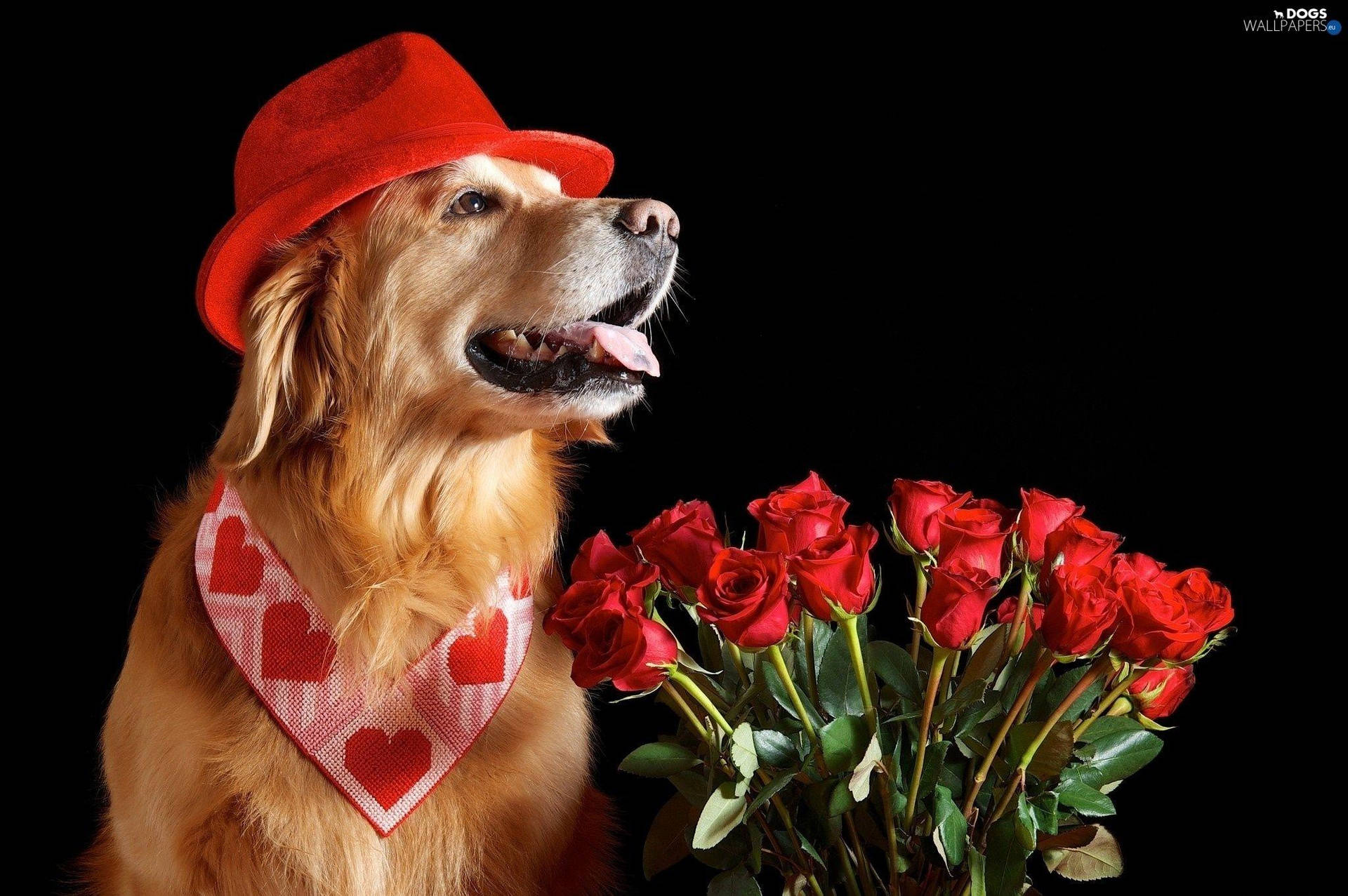 Valentinstaghunde-rosen Wallpaper