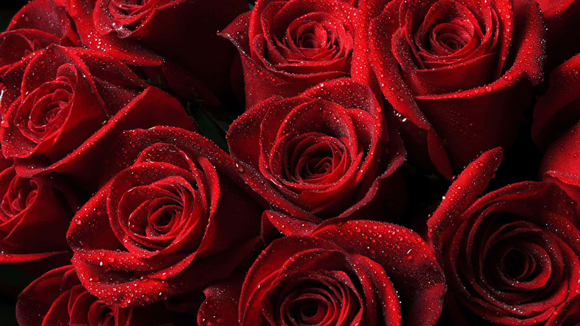 Show Your Love This Valentine's Day With A Bouquet of Red Roses Wallpaper