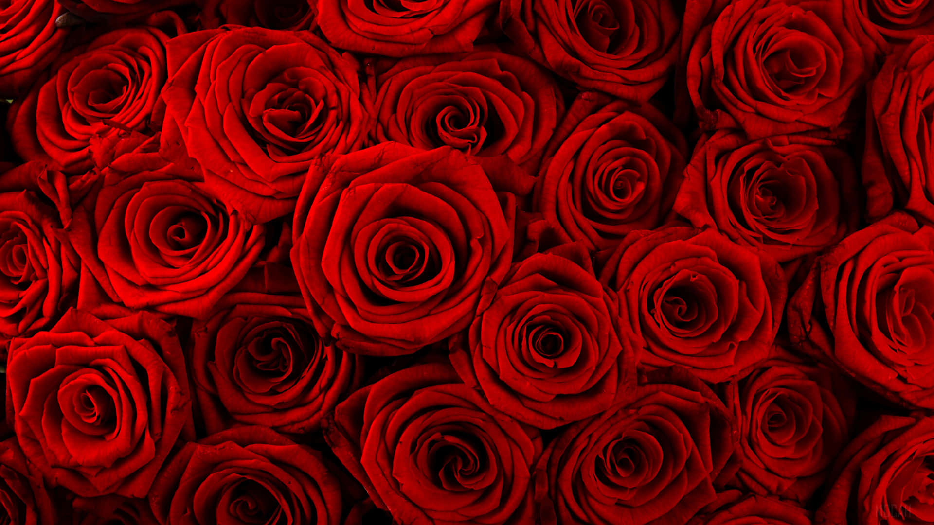 Not all gestures need words - Valentines Day roses speak louder than words Wallpaper