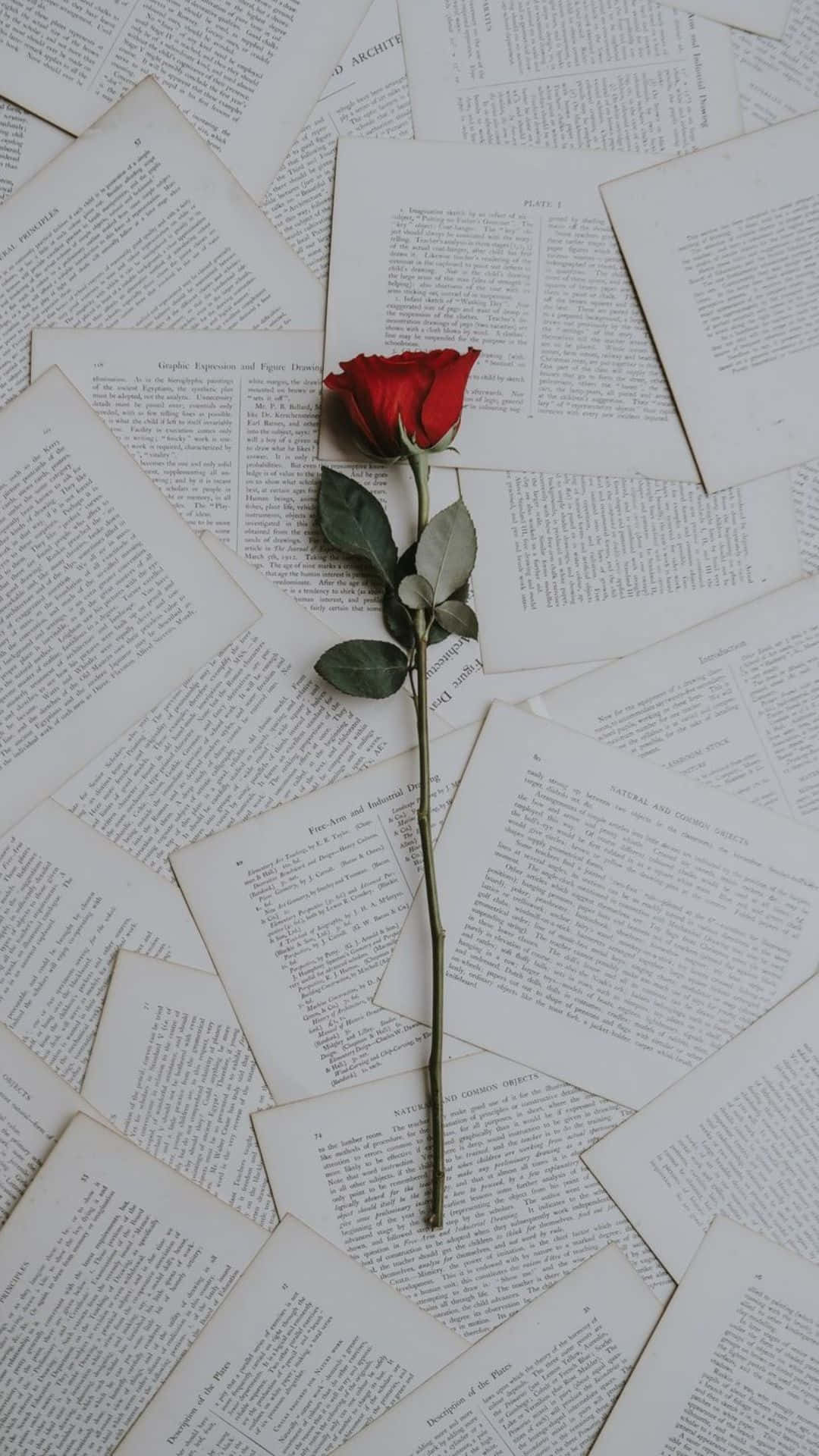 En enkelt rød rose på en bunke af bøger Wallpaper