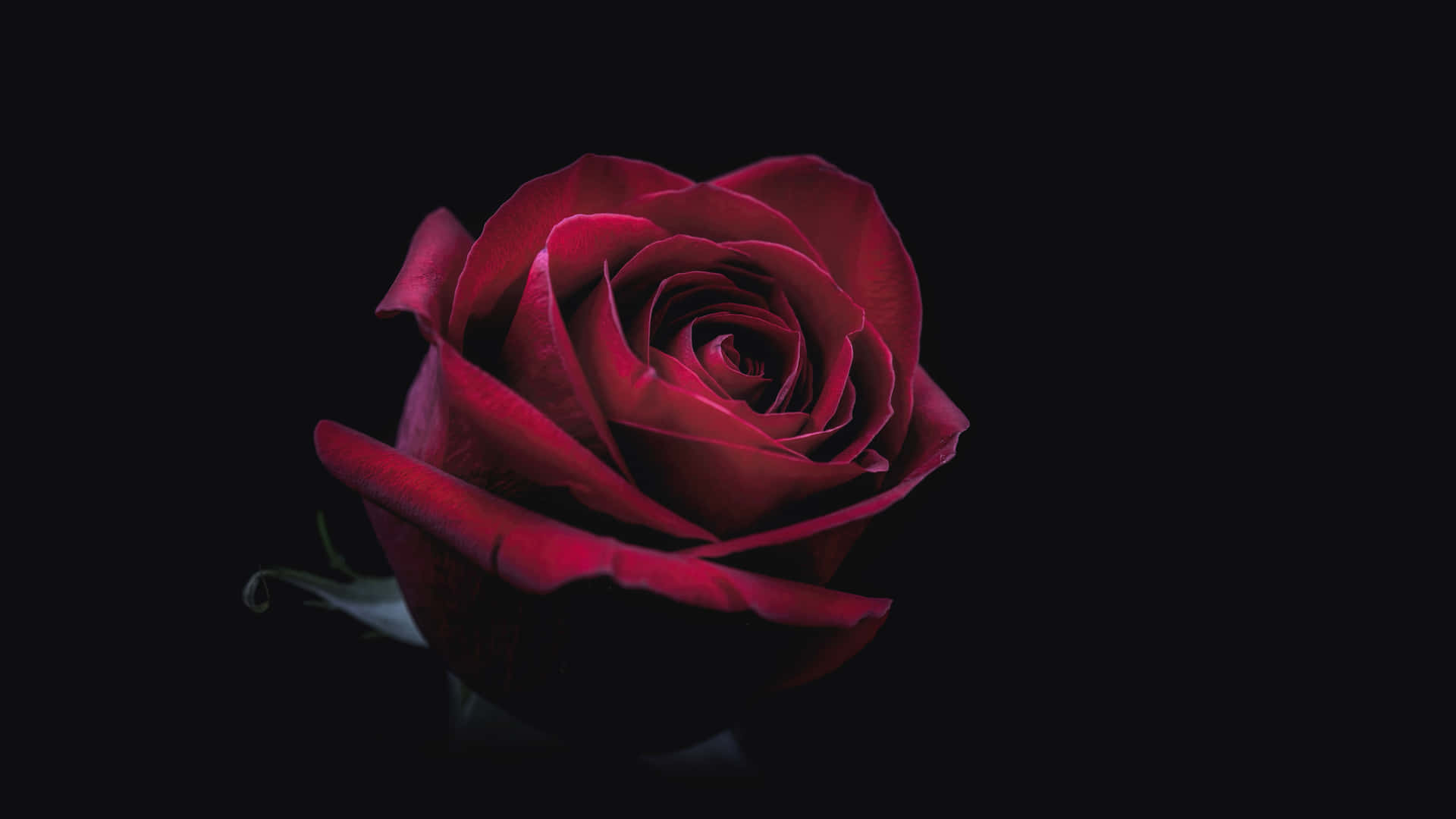 A Red Rose On A Black Background Wallpaper