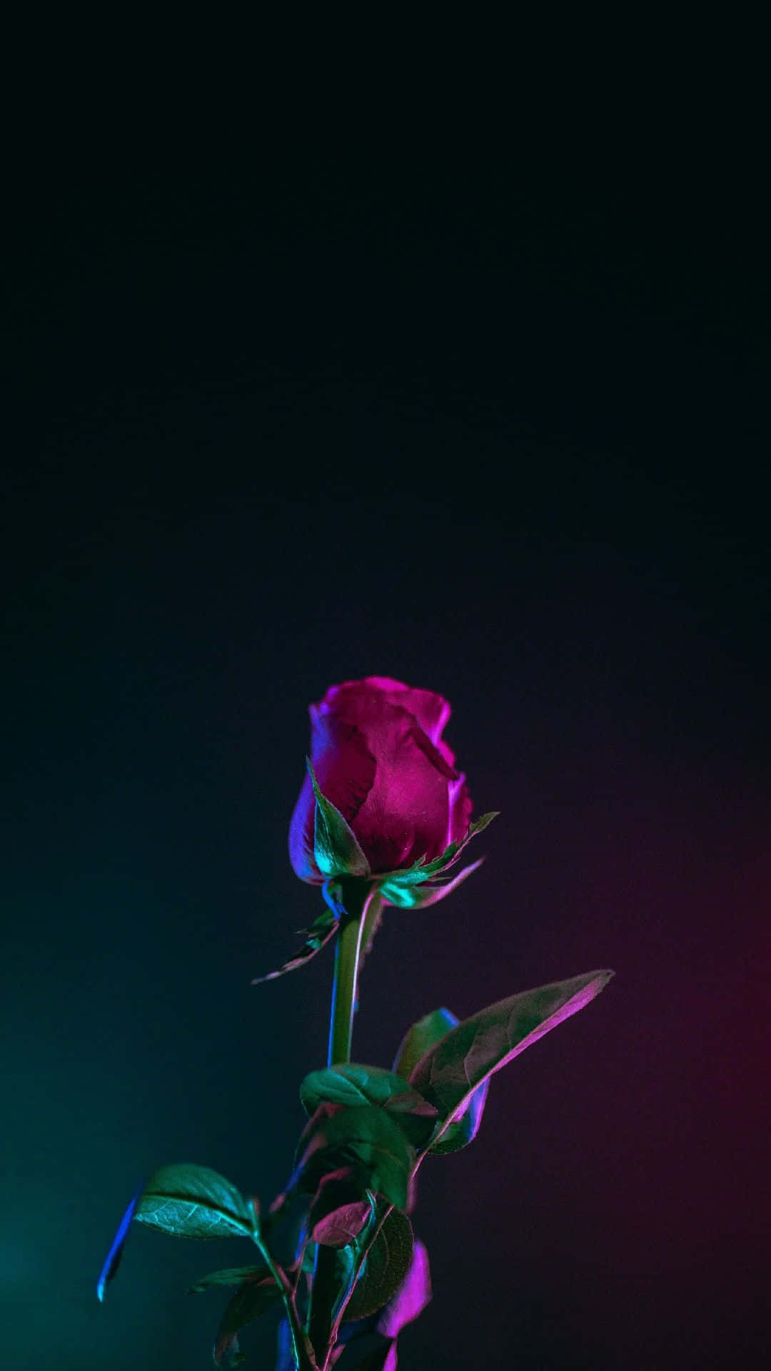 Beautiful Valentine's Day Roses Wallpaper