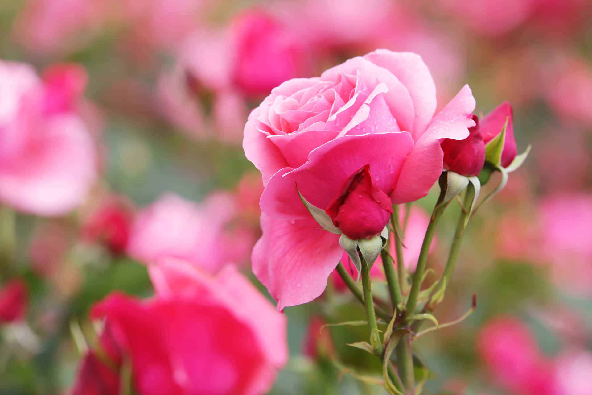 Elamor Está En El Aire - Un Ramo De Rosas Rojas Para El Día De San Valentín Fondo de pantalla