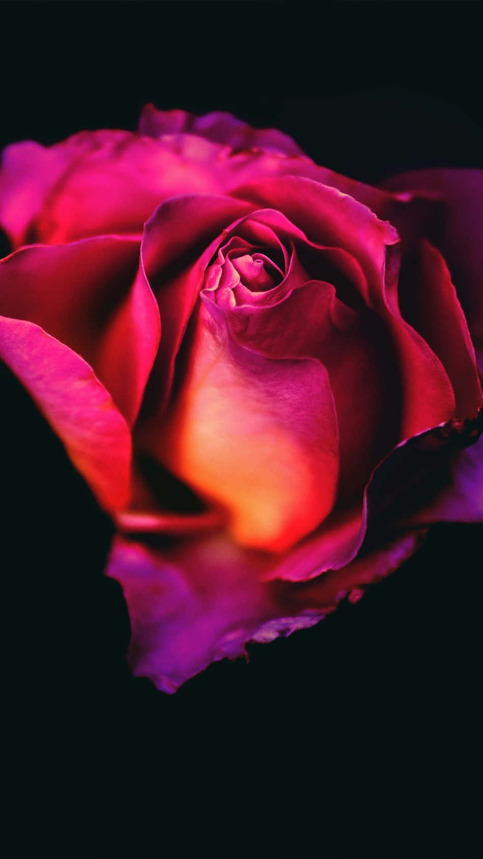 A Pink Rose Is Shown Against A Black Background Wallpaper