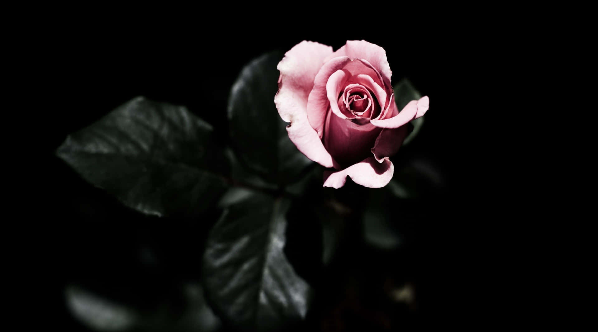 A Pink Rose Is Shown In The Dark Wallpaper