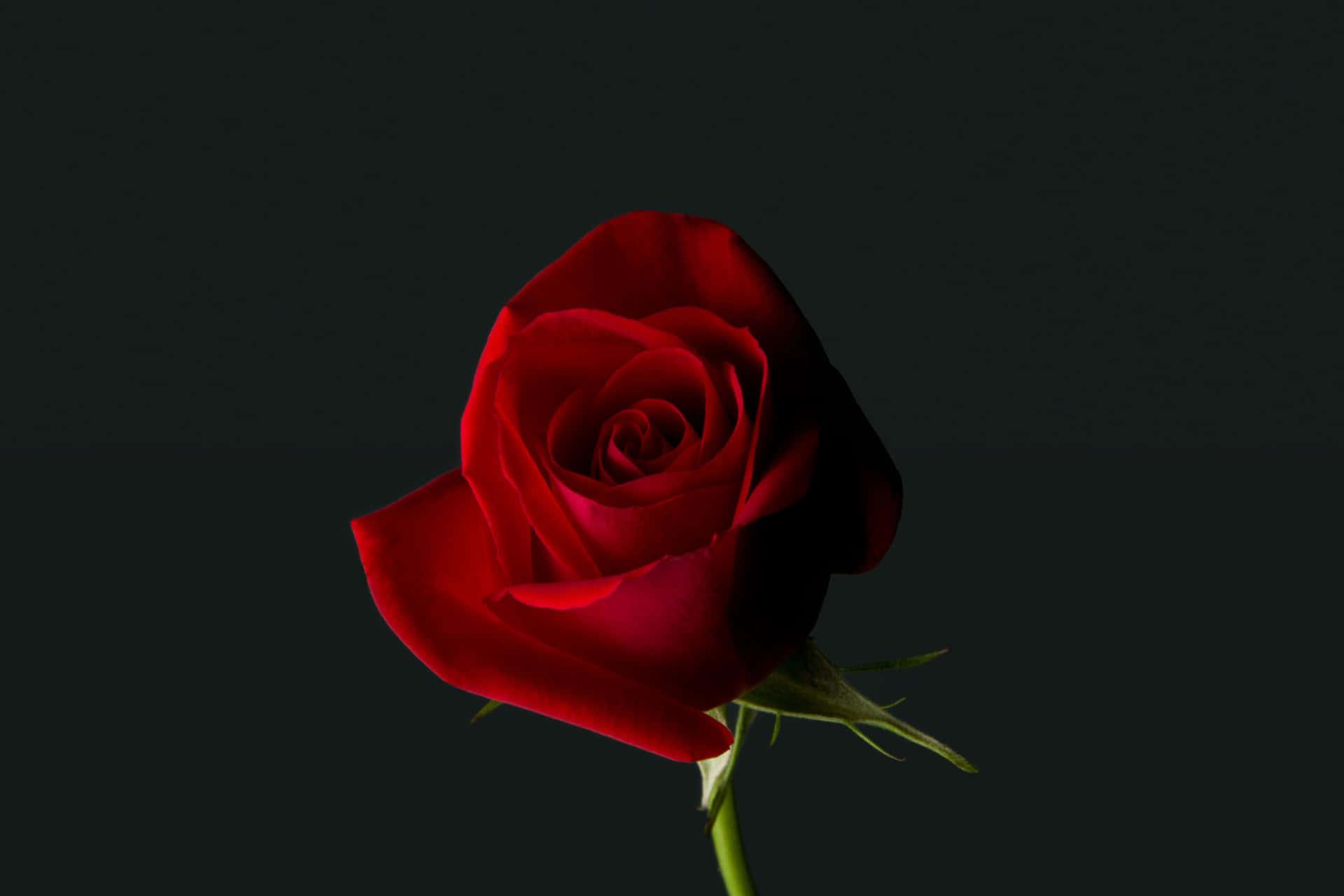 Roses symbolizing eternal love and passion on Valentines Day Wallpaper