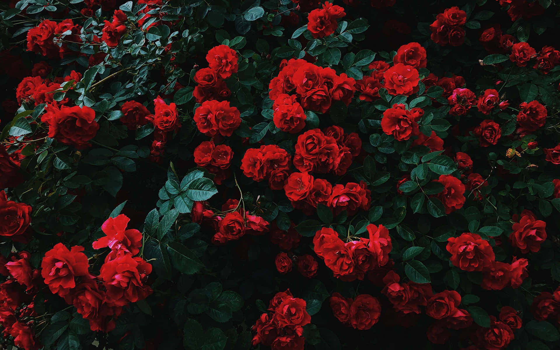 Surprise Your Loved One This Valentine's Day With A Bunch of Fresh Red Roses! Wallpaper