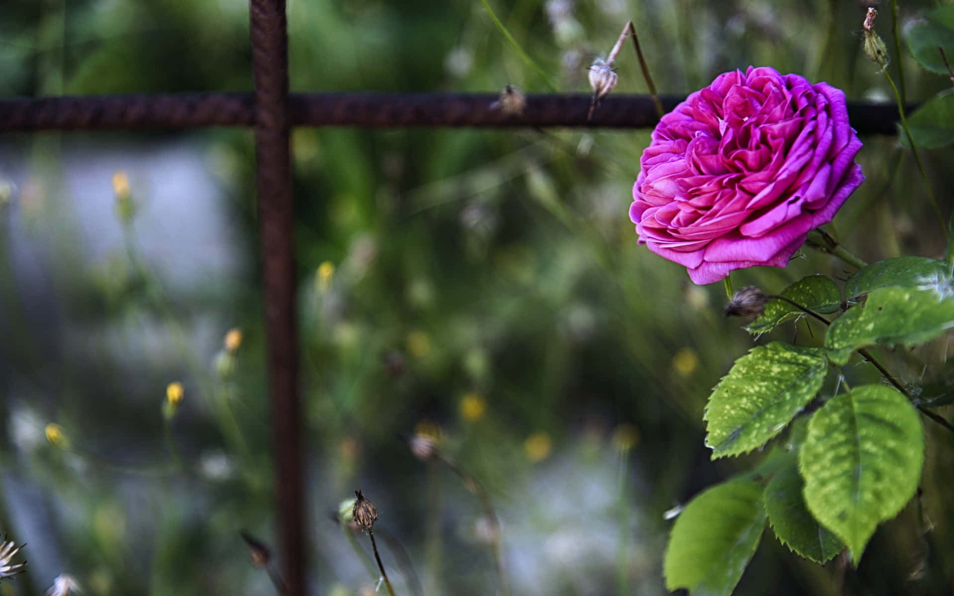 A Pink Rose Is Growing On A Fence Wallpaper