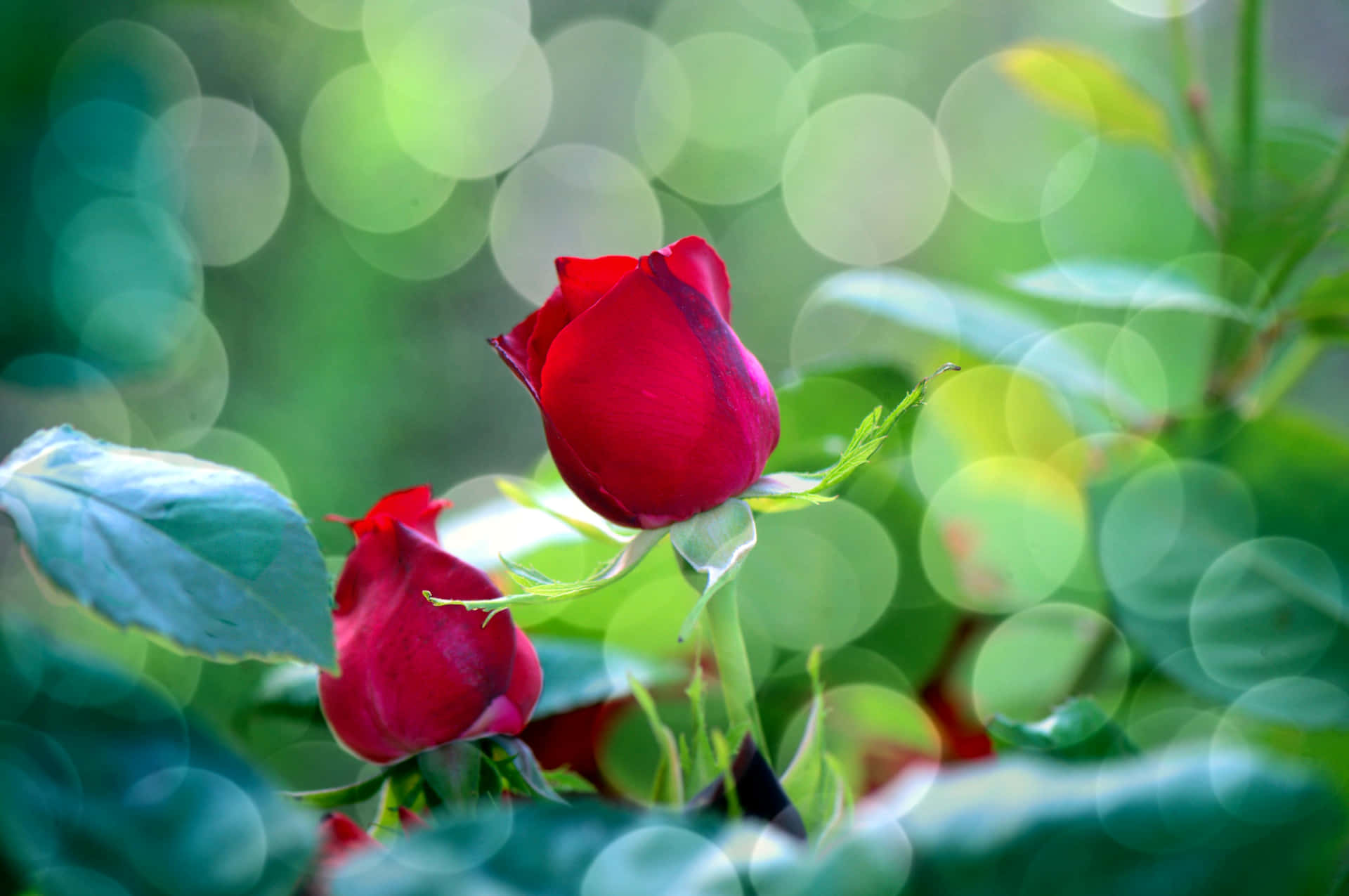 "A beautiful bouquet of red roses shows your love this Valentine's Day." Wallpaper