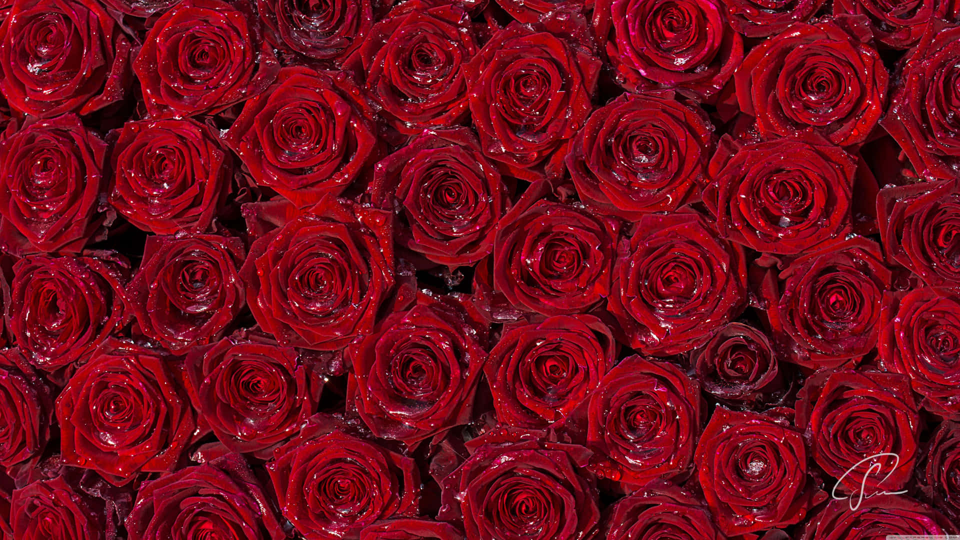 A Close Up Of Red Roses Wallpaper