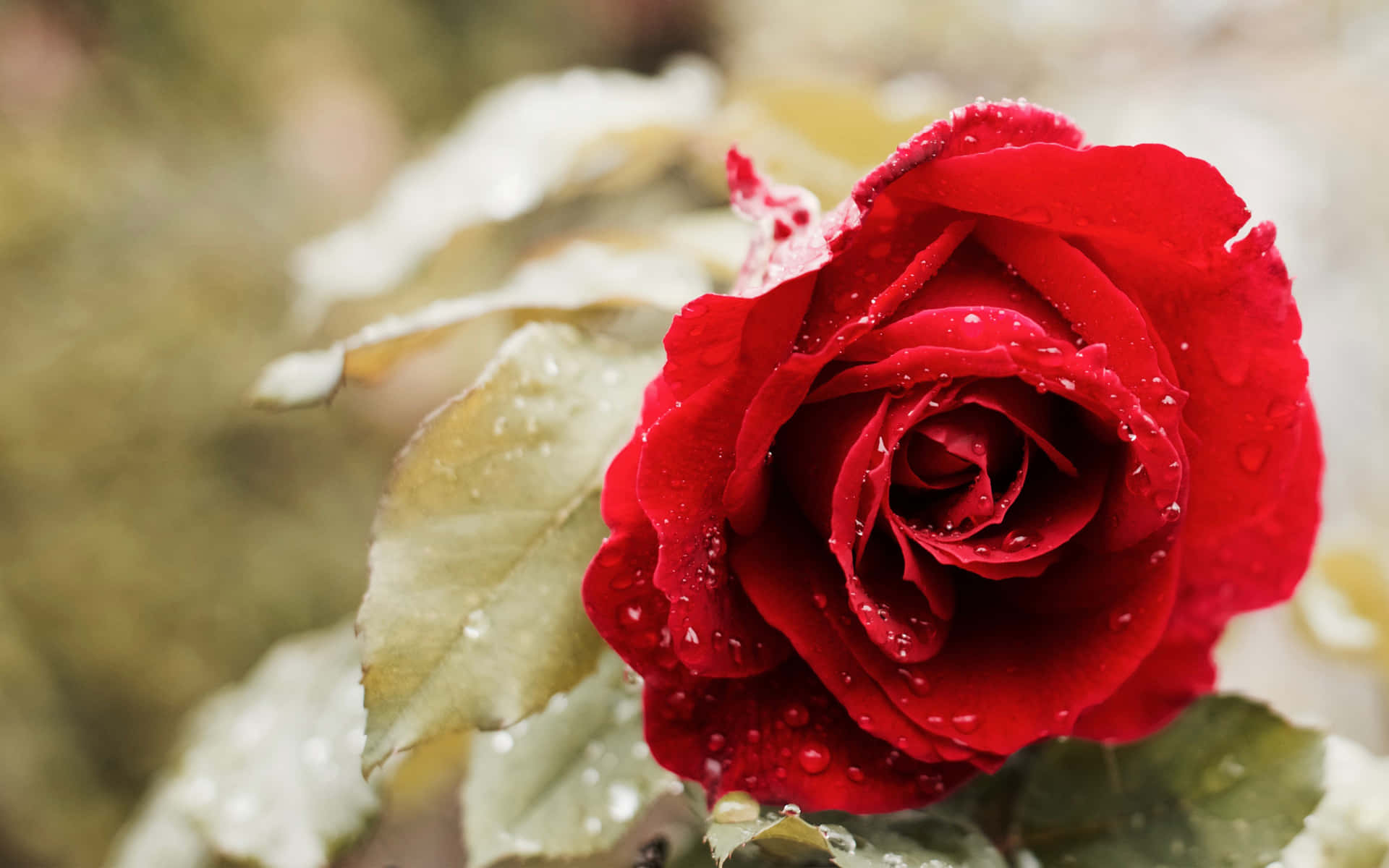 A Red Rose With Water Droplets On It Wallpaper