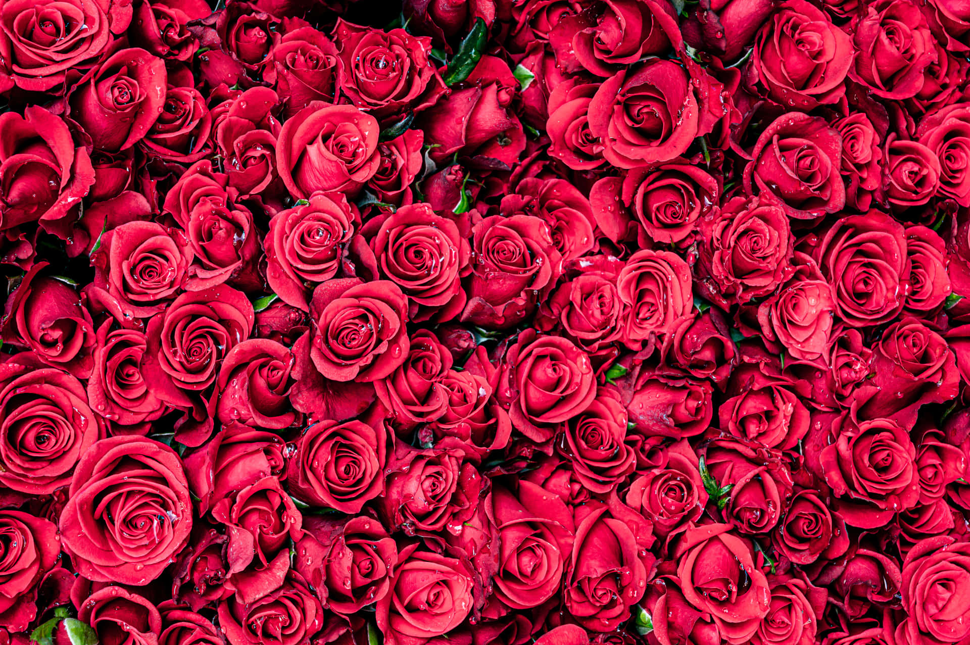 Show some love this Valentine's Day with a beautiful bouquet of red roses. Wallpaper