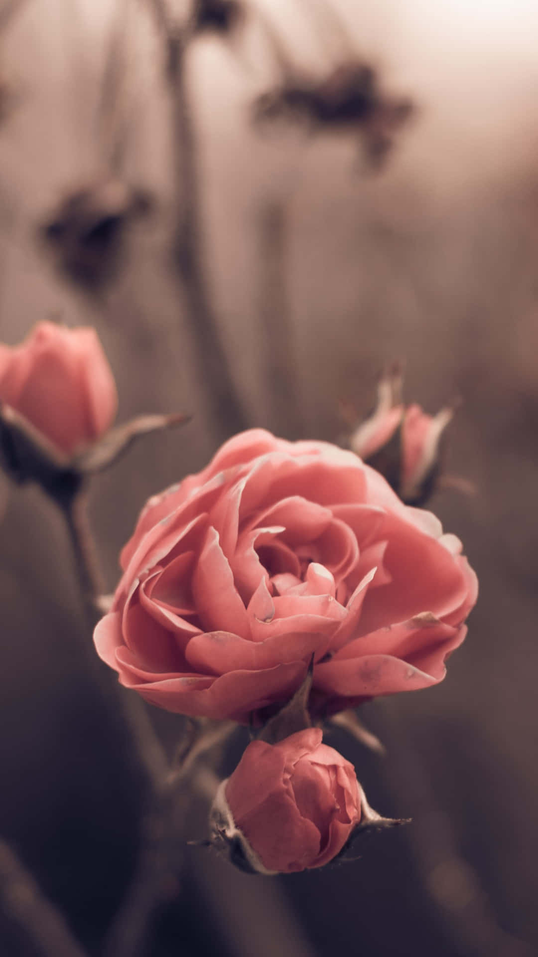 Pink Roses In The Background With A Blurred Background Wallpaper