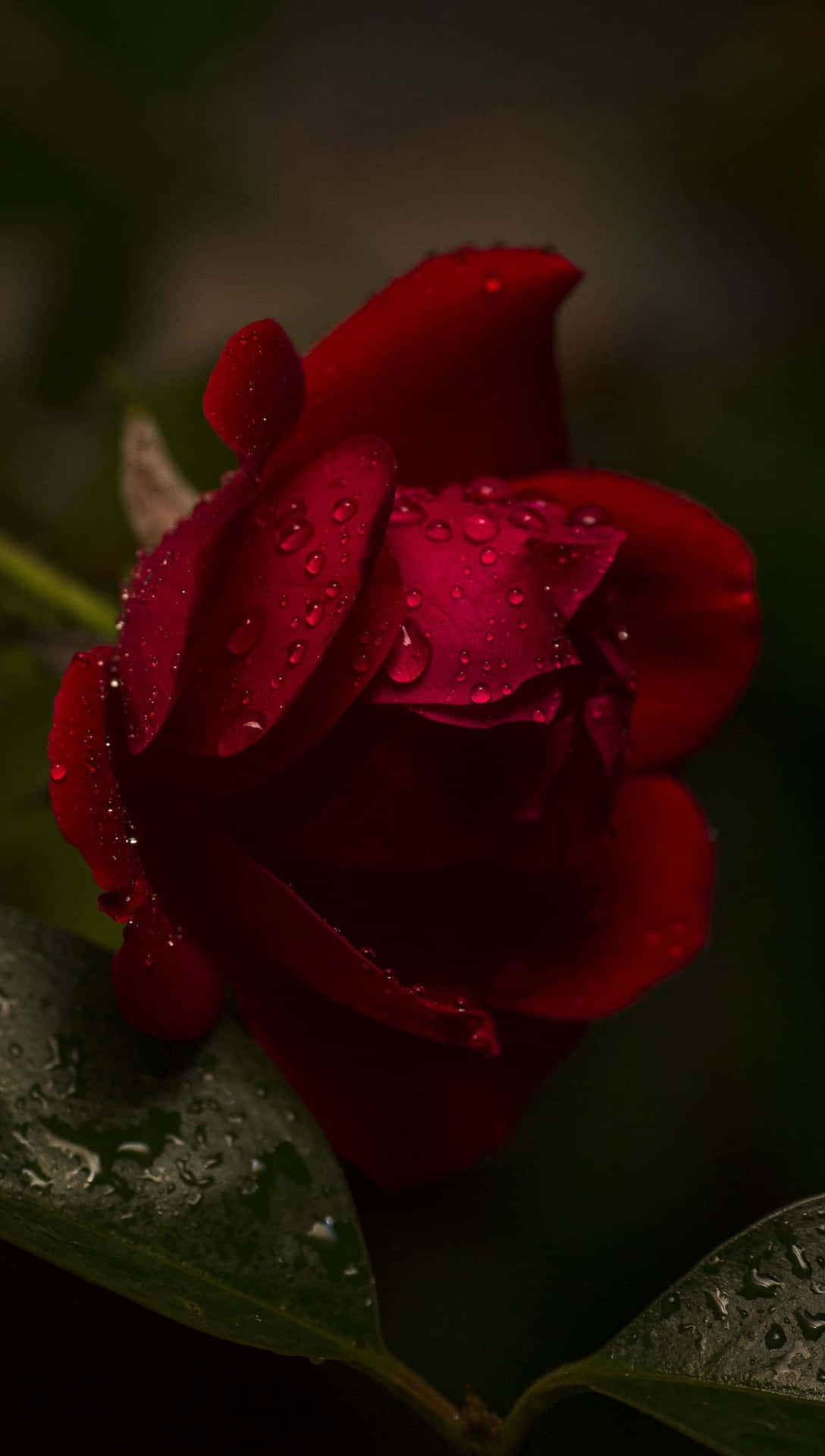 red rose with water drops wallpaper