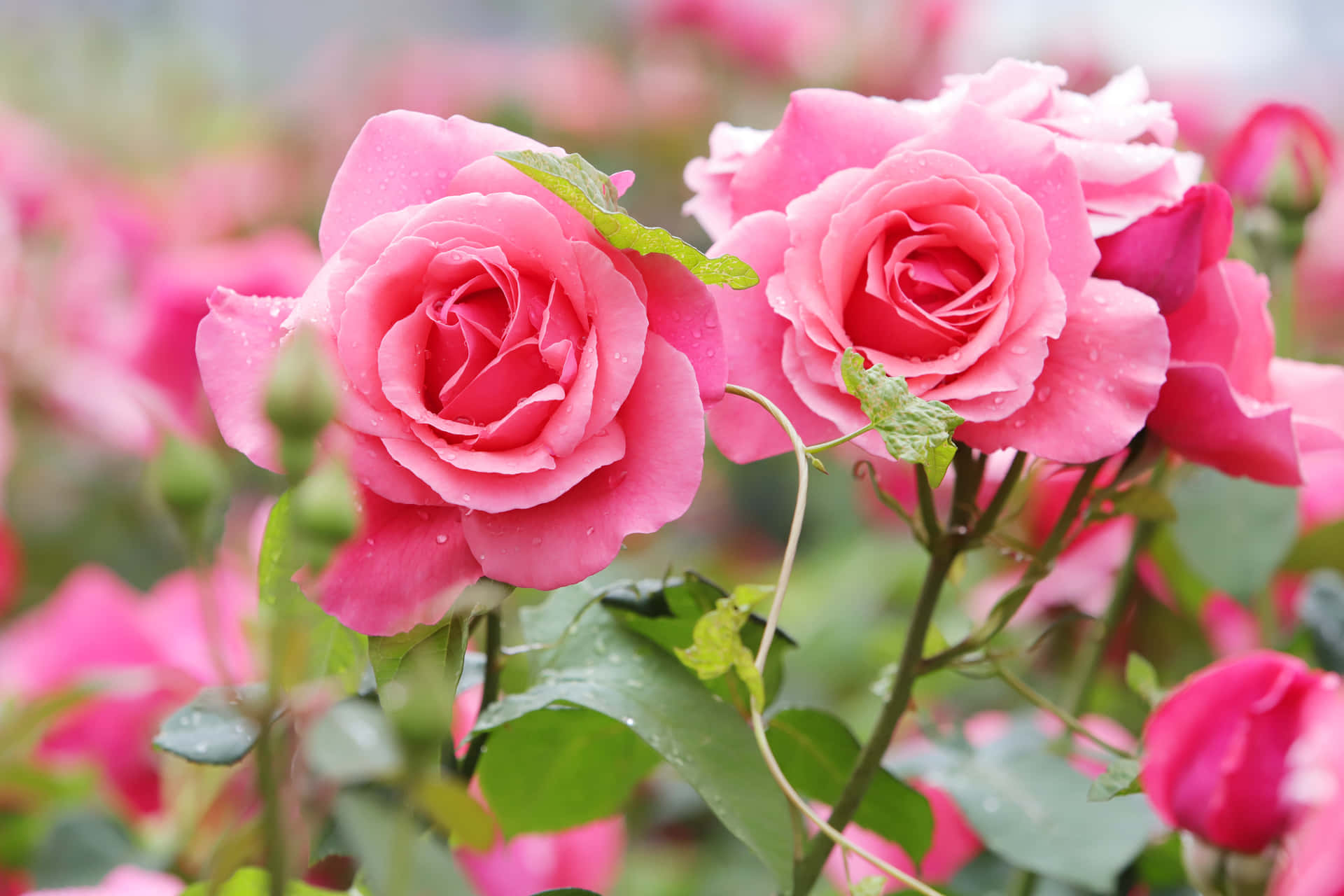 pink roses in a garden with green leaves Wallpaper