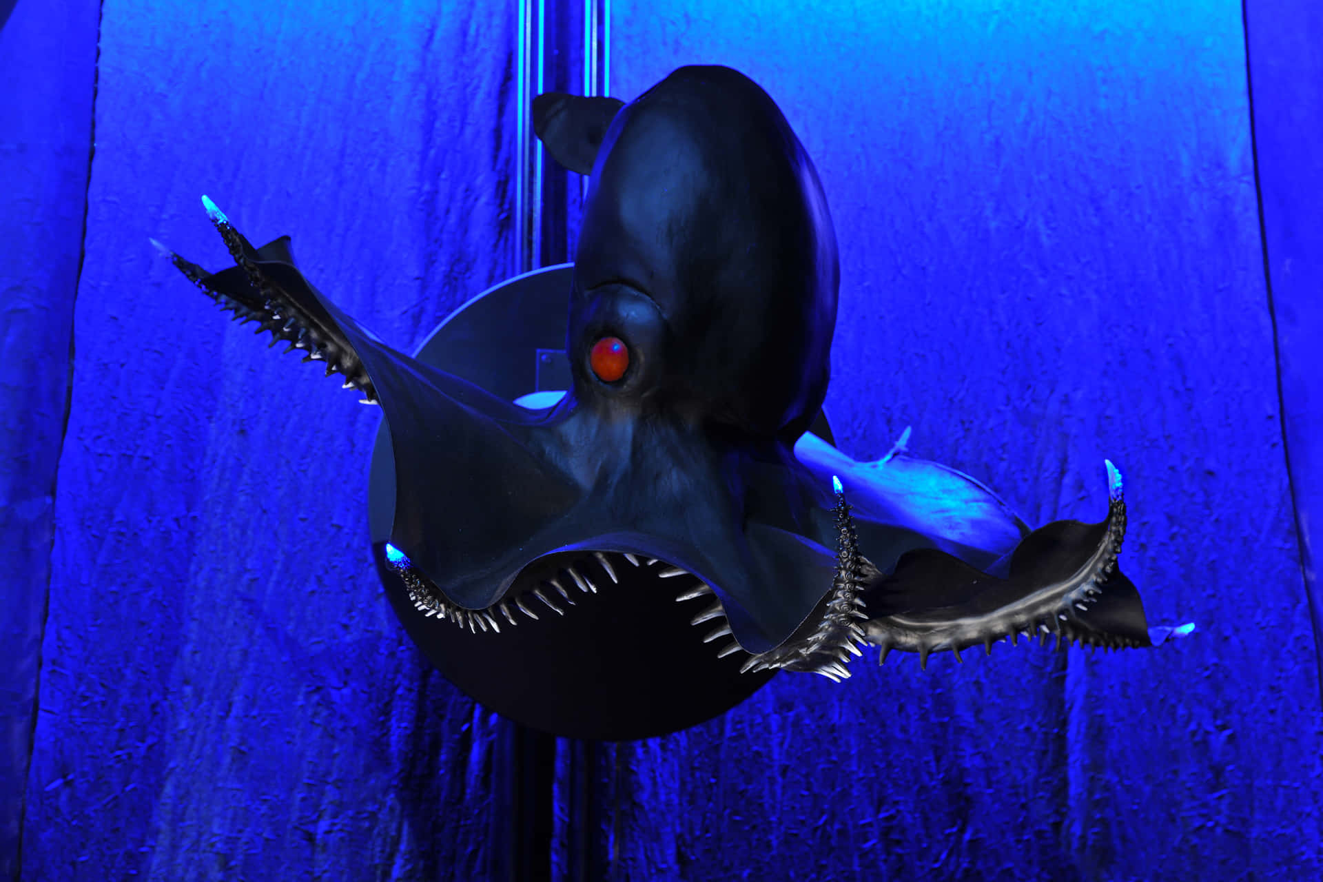 Vampire Squid Deep Blue Sea Wallpaper